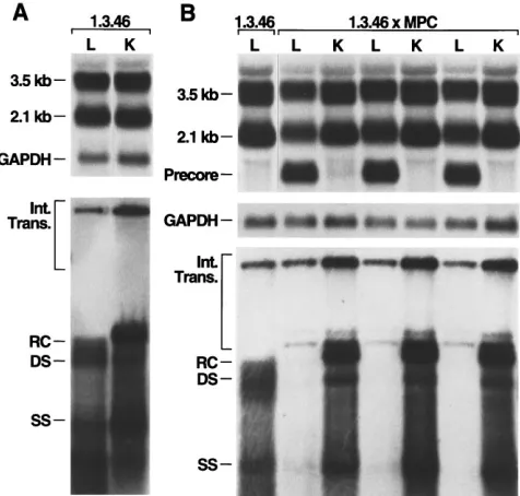FIG. 5. HBV replication is abolished in the MPC �mice. (Top) Northern blot analysis of 20 1.3.32 double-transgenicg of total liver RNA isolated from ﬁve