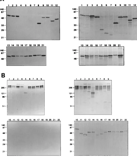 FIG. 3. (A) Immunoblot of the ﬁber mutants developed with monoclonalantibody 4D2. The lysates were prepared from recombinant vaccinia virus-in-