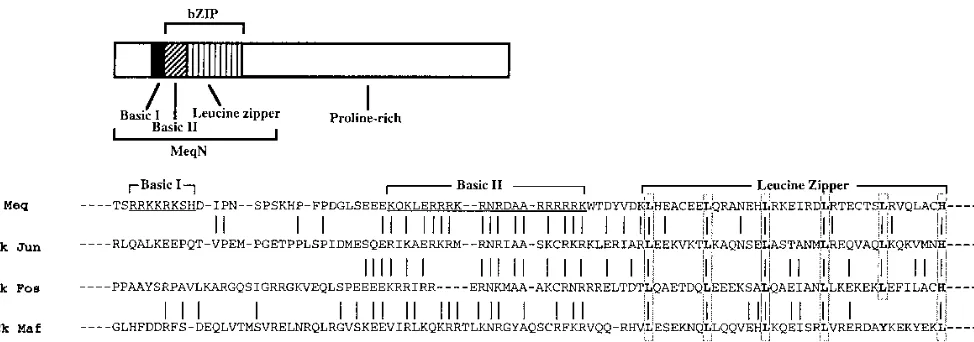FIG. 1. Meq structure and bZIP sequence comparison of Meq, Jun, Fos, and Maf. Lines indicate identical or highly conserved residues between Meq and otherbZIP proteins