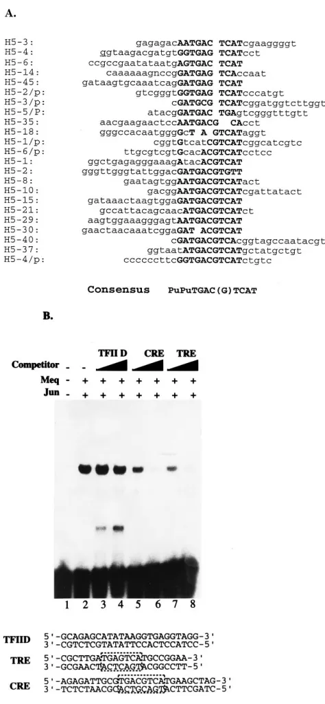 FIG. 2. Characterization of Meq-Jun binding sites. (A) Sequences of selectedMeq-Jun binding sites