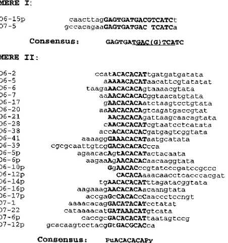 FIG. 3. Sequences of selected Meq-Meq binding sites. The designation ofeach clone is shown at the left