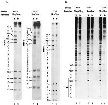 FIG. 4. Methylation interference analysis of the MERE I motif. (A) Results of an assay performed with O7-5 oligonucleotide labeled on the positive strand.Guanine nucleotides are numbered to the left of each gel; the residues which make up the consensus TRE