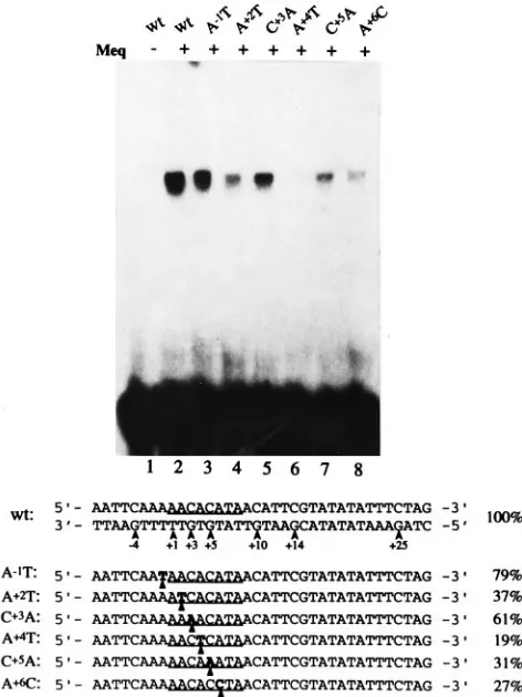 FIG. 7. Gel retardation assay with wt and mutant MERE II probes. Arrowson the wt sequence indicate the guanine residues analyzed in the methylation
