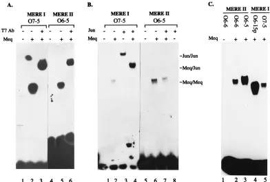 FIG. 9. Transactivation of MERE�MERE sites with respect to that of the CAT gene. MEREI(CRE)MEREI(CRE)AGTGATGACGTCATCAC) upstream of the CAT-encoding gene; MEREIfor MERE I and II CAT reporter constructs were measured in CEF