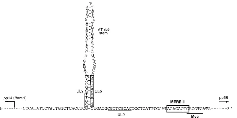 FIG. 10. Bidirectional promoter at the MDV origin of replication. The sequence was adopted from Bradley et al