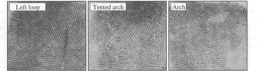 Figure 1.5(a) Three fingerprints of the same class that have very 