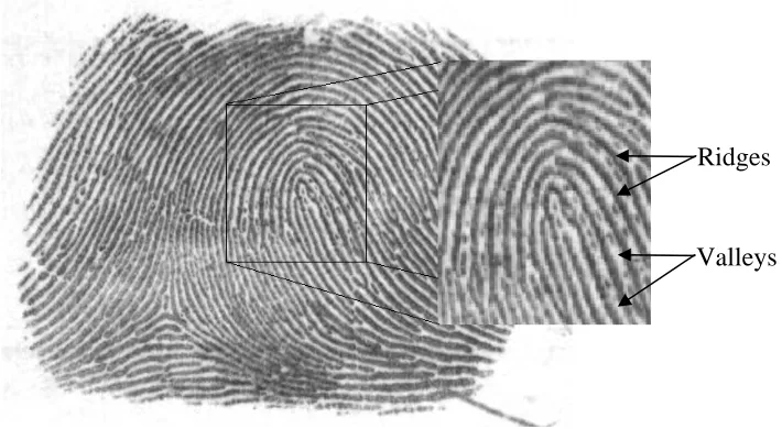 Figure 1.6 Ridges and valleys structure (Right-loop class) 