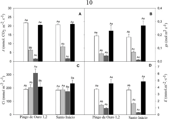 Figure 1.  Gas exchange indexes [CO2 net assimilation rate (A), stomatal conductance to water vapor (gs), transpiration rate (E) and internal CO2 concentration (Ci)] in Santo Inácio and Pingo de Ouro 1,2 cowpea genotypes