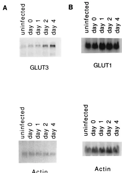 FIG. 1. Northern analysis of RNA made from an infection conducted overtime and probed for GLUT3 (A) and GLUT1 (B)