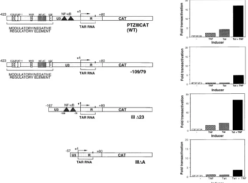FIG. 3. Schematic summary of N- and C-terminal phosphorylation sites in I�phosphorylation sites at Ser-32 and Ser-36 (triangles) in the N-terminal region of Iacidic C-terminal region, several potential casein kinase II phosphorylation sites are clustered a