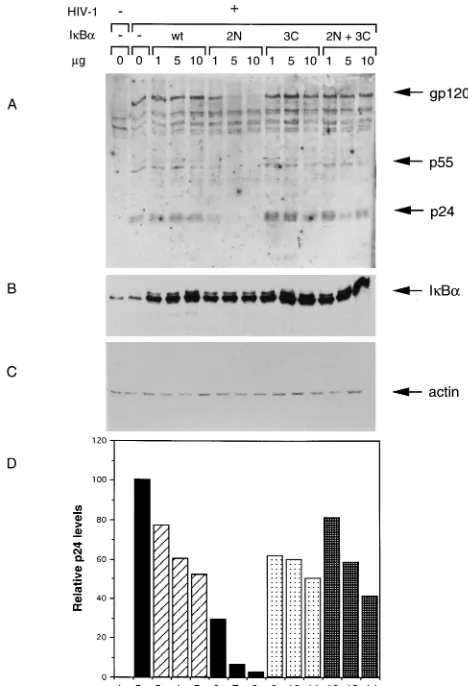 FIG. 7. Inhibition of viral transcription by transdominant I�(2N) (lanes6 to 8), Iafter transfection, the cells were collected and RNA was extracted