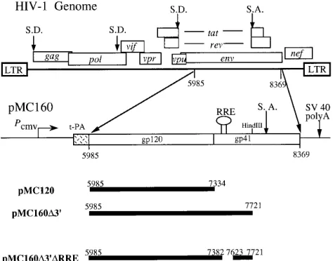 FIG. 1. The HIV-1 genome and plasmid constructs. The major genes andsplice donor (S.D.) and splice acceptor (S.A.) sites are depicted