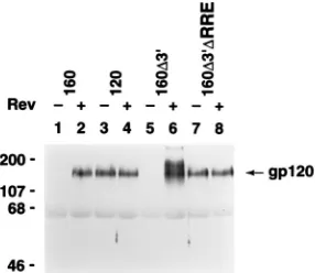FIG. 3. The RRE is responsible for nuclear retention of envhuman cells. (A) HeLa cells transfected with pMC160, pMC120, pMC160pMC160assayed for envelope protein expression (gp120) by Western analysis of culturesupernatants, using anti-gp120 polyclonal anti