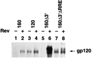 FIG. 4. Within envpMC160CD4assayed for envelope protein expression (gp120). gp120 was immunoprecipitatedwith monoclonal antibody 178.1 (41) from culture supernatants, and the precip-, the RRE is the primary inhibitory element recognized in� T cells