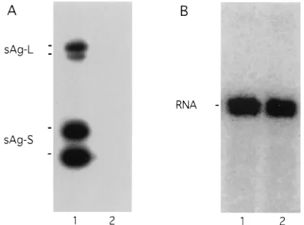 FIG. 1. Disruption of HDV. As discussed in the text, particles were assayedby immunoblotting for human hepatitis B virus surface proteins (A) and by