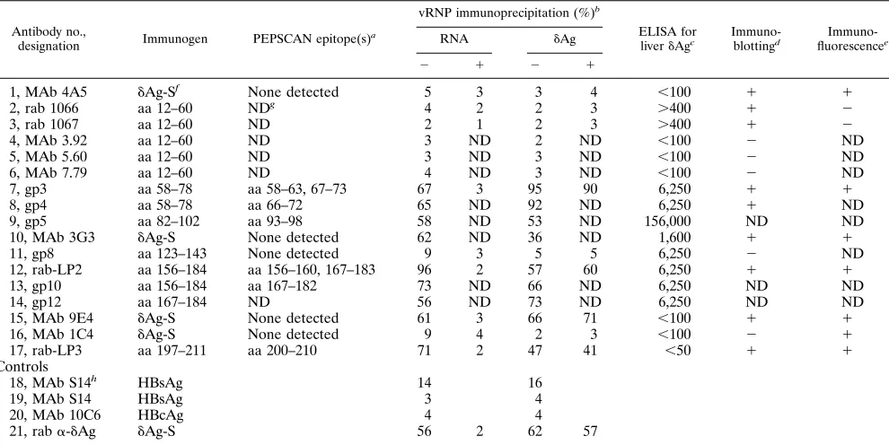 TABLE 1. Immune detection of epitopes on vRNP with speciﬁc antibodies