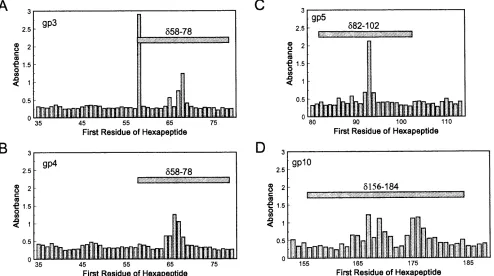 FIG. 2. Functional domains on �Summary of the functional domains, as discussed in the text, that have beenmapped on the small and large forms ofSpeciﬁcities of the 17 antibodies, as described in Table 1, that were tested for theability to immunoprecipitate
