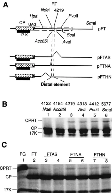 FIG. 3. Effect of the 3� distal element on translation. (A) Sites of lineariza-tion with restriction enzymes or deletions within the RT reading frame (dashed