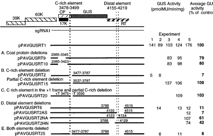 FIG. 6. Nucleotide alignment of sequences ﬂanking the CP stop codon of luteoviruses and PEMV