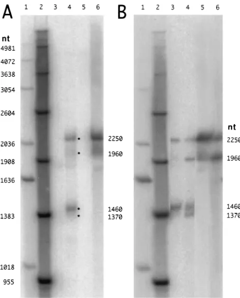 TABLE 1. HSV-speciﬁc oligonucleotides