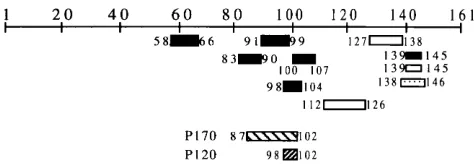 FIG. 1. Recognition of 120-kDa duck hepatocyte protein by several truncated forms of DHBV pre-S protein