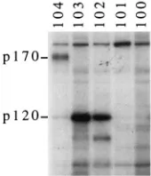 FIG. 3. p120 retention by intact pre-S construct. DHBV-infected (left panel)or noninfected (right panel) duck liver was homogenized in lysis buffer