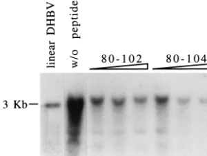 FIG. 7. Impairment of DHBV infectivity by mutations at p120 binding site.Various DHBV mutants in an overlength DHBV genome were transfected into