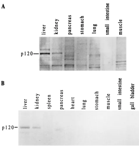 FIG. 9. Tissue distribution of p120. (A) Detection by pre-S construct. About0.5 g of tissue was homogenized in lysis buffer, precleared, and incubated with 2
