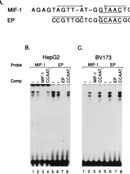 FIG. 1. Comigration of MIF-1 and EP DNA-protein complexes in a mobilityshift assay. (A) Comparison of MIF-1 and EP binding sequences