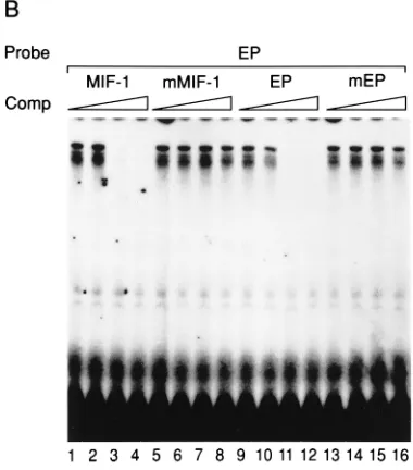 FIG. 2. MIF-1 and EP sequences cross-compete for binding in the mobilityshift assays. (A and B) Cross-competition analysis of MIF-1 binding activity (A)