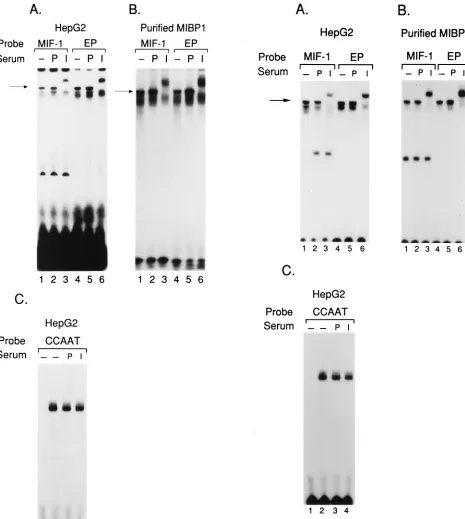 FIG. 4. RFX1 antiserum induces supershift of the MIF-1 and EP complexes.HepG2 nuclear extracts (A) and puriﬁed MIBP1 protein (B) were preincubated
