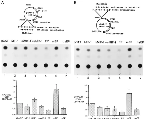 FIG. 6. Silencer activity of EP binding site in HBV-positive Huh-4 cells. Theplasmids containing the MIF-1 and EP binding sequences were described in the