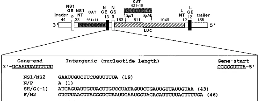 TABLE 2. Expression of CAT and LUC enzymes during transfection and passage of the RSV-CAT-LUC minigenome containing anonnatural intergenic sequence (stem IG)a or in which the intergenic sequence had been deleted (no IG)b