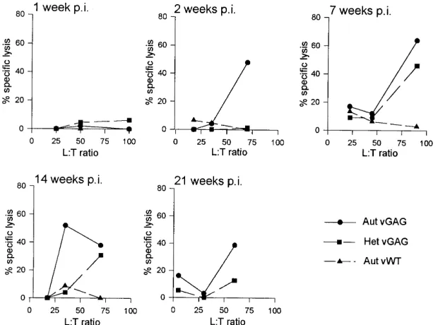 FIG. 6. FIV GAG-speciﬁc cytotoxic responses during acute infection in catF2. Restimulated lymphocytes from cat F2 were tested as described in the legend