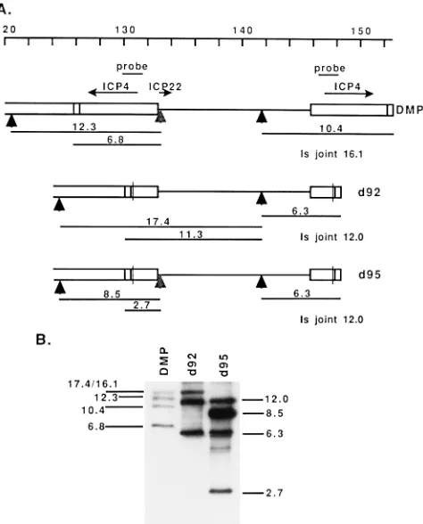FIG. 1. (A) Schematic genome map from nucleotide 120 to the S terminusshowing the locations of ICP4 and ICP22