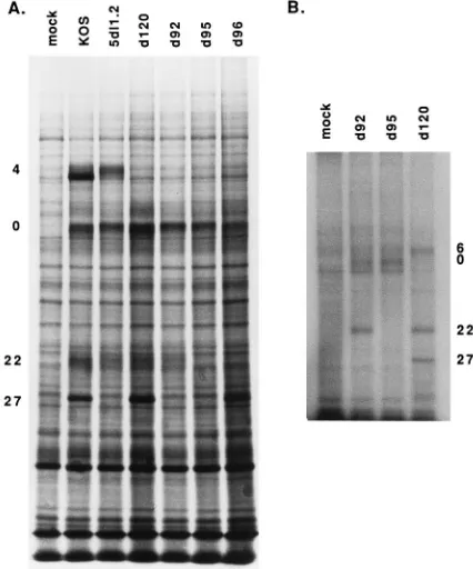 FIG. 2. IE proteins speciﬁed by wild-type and mutant viruses. (A) Cyclohex-imide reversal experiment