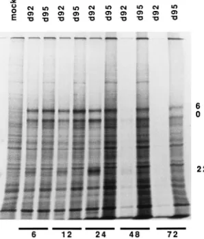 FIG. 5. Accumulation of ICP0, tkddRNA was isolated and 5analysis. ICP0,Materials and Methods (A)