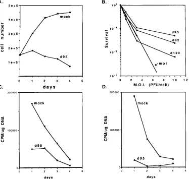 FIG. 7. Growth potential of dat an MOI of 10 PFU per cell. At 1, 2, 3, and 4 days postinfection, the cultures were labeled for 3 h with [Incorporation of [and counted forinfected withShown are the cell counts per milliliter from a 3-ml suspension