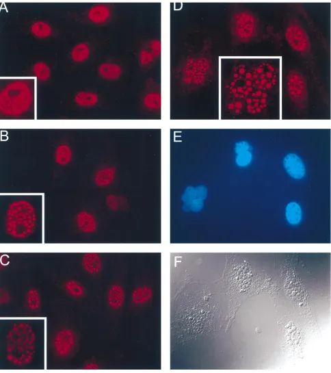 FIG. 9. Localization of ICP0 in dfor immunoﬂuorescence at 6 (A), 12 (B), 24 (C), and 48 (D to F) h postinfection, using a monoclonal antibody to ICP0 as described in Materials and Methods