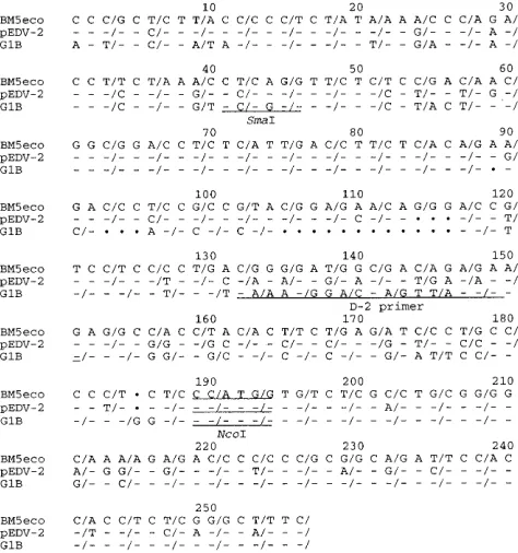 FIG. 1. Nucleotide sequence comparison of the p12gagBM5eco, pEDV-2, and G1B DNA clones
