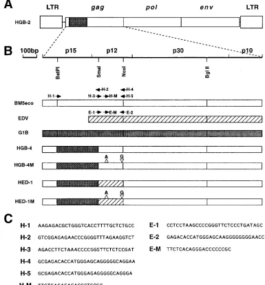 FIG. 2. Structure of the HGB-2 chimeric virus (24) (A), the gagmutagenesis (B), and nucleotide sequences of the primers (C)