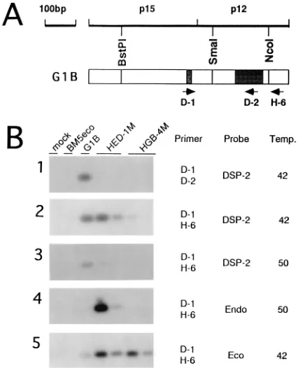 TABLE 1. Development of MAIDS by infection of C57BL/6 mice with mutant viruses