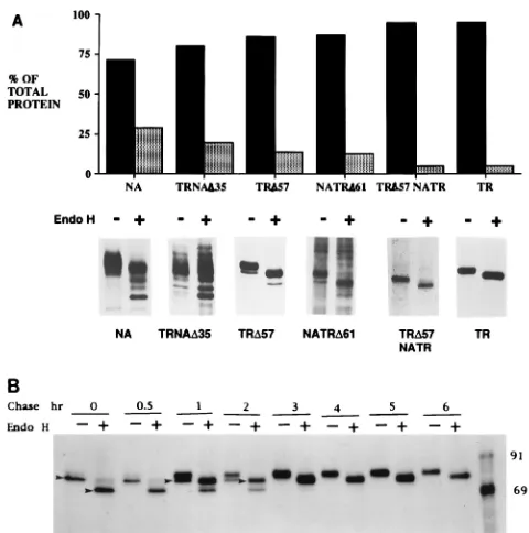 FIG. 3. Surfaceexpression5)]}TRwere cultured for 48 h and induced overnight with CdClfollowed by a 90-min chase