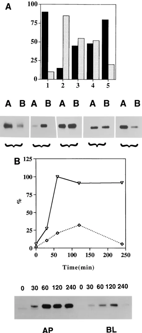 FIG. 4. Polarized surface distribution of NA, TR, TR�B) surface proteins were biotinylated (20, 42), isolated by using speciﬁc antibod-ies, and analyzed by sodium dodecyl sulfate-polyacrylamide gel electrophoresisand ﬂuorography (20)