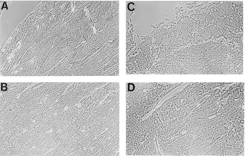 FIG. 3. Control ISRTPCR. After DNase treatment overnight, a section from the same ganglion (1 week postinoculation) was ampliﬁed with HSV-1 LAToligonucleotide primers and digoxigenin-labeled nucleotides but without reverse transcriptase (A)