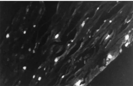 FIG. 5. Ganglionic neurons containing Fluorogold 1 week after applicationof Fluorogold to the cornea