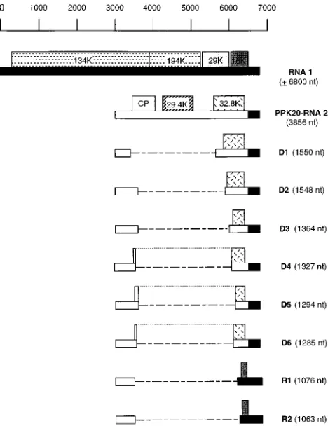 FIG. 3. Schematic representation of PPK20 DI RNAs and wild-type PPK20genomic RNAs. RNA 1- and RNA 2-speciﬁc sequences are represented by solid