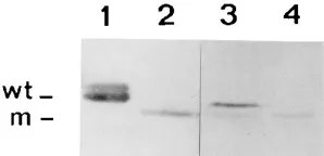 FIG. 8. Western blot analysis of the expression of cp from wild-type TRVRNA 2 and defective RNA D7