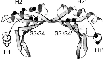 FIG. 3. Locations of the alanine substitutions on the A. thalianature (33). The positions of clustered alanine substitutions in the H1S4helices as well as in the loops between the S3 and S4 strands (S3/S4) and S3in the H1 (D-179� TBP struc-� and H2� and st