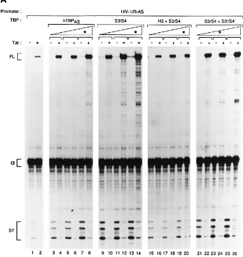 FIG. 4. Mutations in the C-terminal domain of TBP affect synthesis of short and full-length transcripts similarly